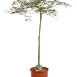 acer palmatum dissectum ornatum acero 2