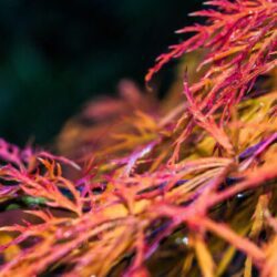 acer palmatum dissectum ornatum acero