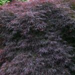 acer palmatum dissectum stella rossa acero