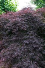acer palmatum dissectum stella rossa acero