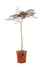 acer palmatum dissectum stella rossa acero 2