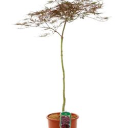 acer palmatum dissectum stella rossa acero 2
