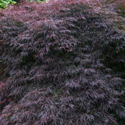 acer palmatum dissectum stella rossa acero