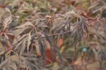 acer palmatum dissectum supernigrum acero
