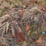 acer palmatum dissectum supernigrum acero