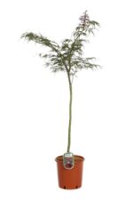 acer palmatum dissectum supernigrum acero 2