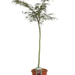 acer palmatum dissectum supernigrum acero 2
