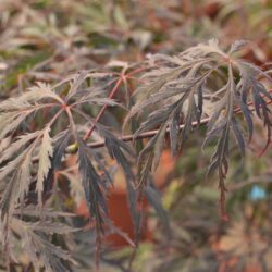 acer palmatum dissectum supernigrum acero
