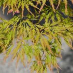 acer palmatum dissectum viridis acero