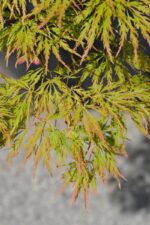 acer palmatum dissectum viridis acero