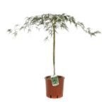 acer palmatum dissectum viridis acero 2