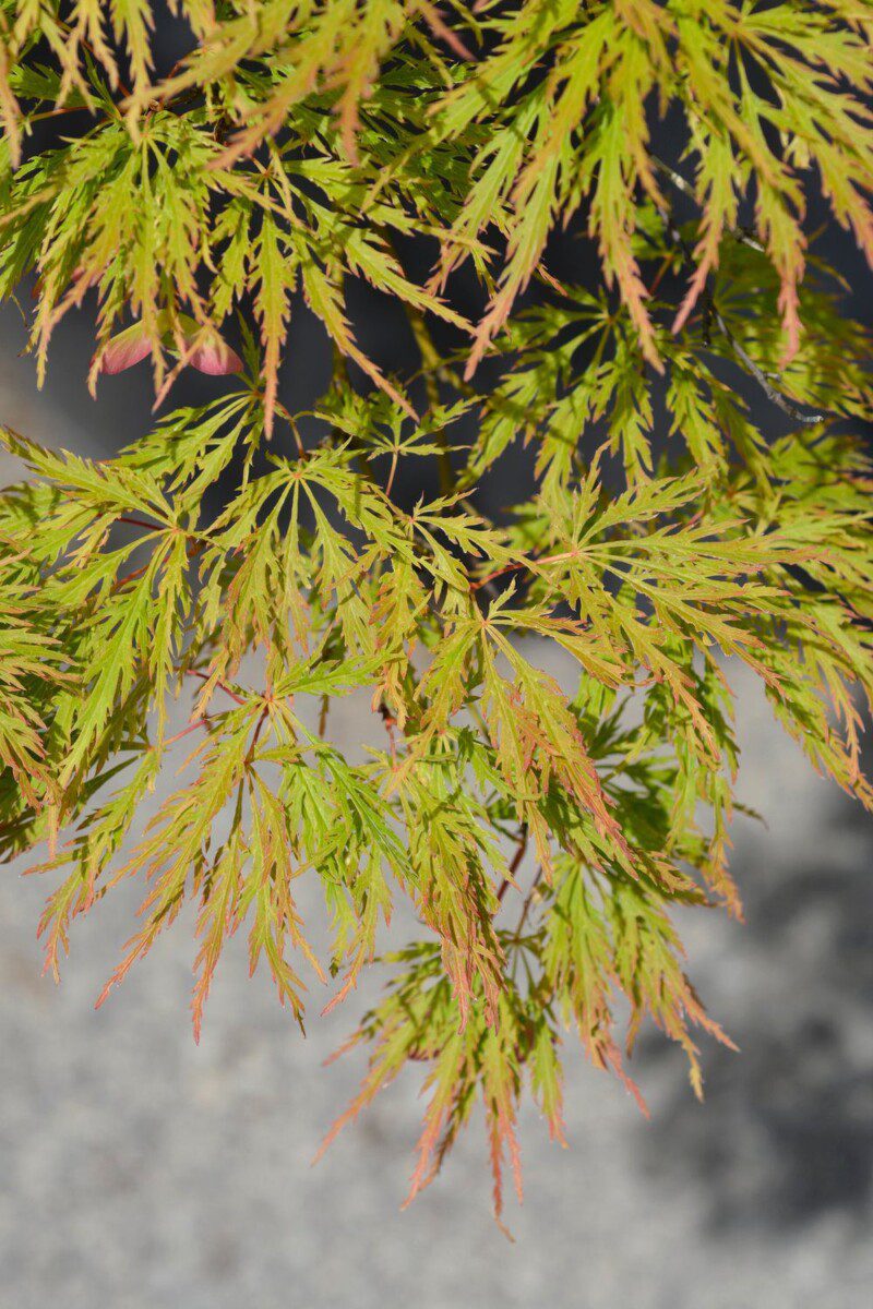 acer palmatum dissectum viridis acero acer palmatum dissectum viridis acero