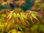acer palmatum katsura acero palmato
