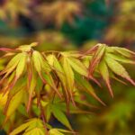 acer palmatum katsura acero palmato