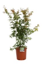 acer palmatum katsura acero palmato 2
