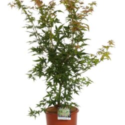 acer palmatum katsura acero palmato 2
