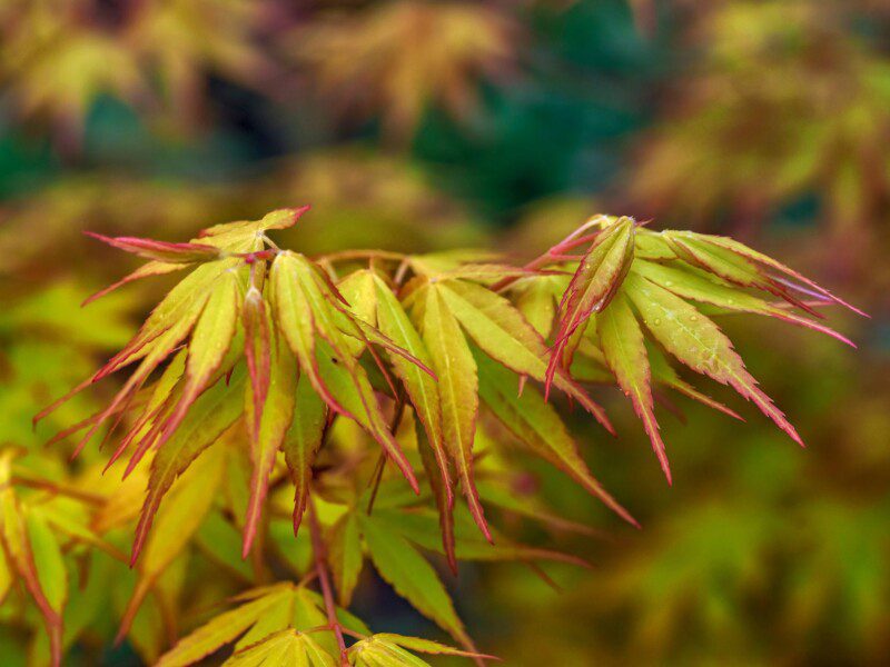 acer palmatum katsura acero palmato acer palmatum katsura acero palmato