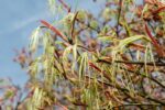 acer palmatum koto no ito acero palmato