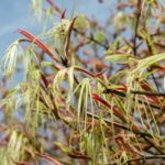 acer palmatum koto no ito acero palmato