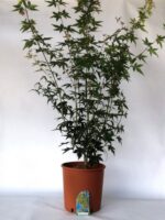acer palmatum koto no ito acero palmato 2