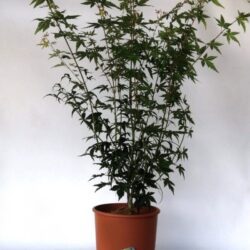 acer palmatum koto no ito acero palmato 2