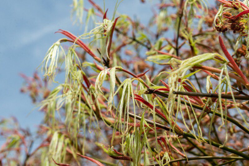 acer palmatum koto no ito acero palmato acer palmatum koto no ito acero palmato