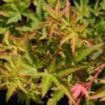 acer palmatum orange dream acero palmato 1