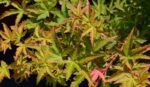 acer palmatum orange dream acero palmato 1