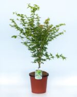 acer palmatum orange dream acero palmato