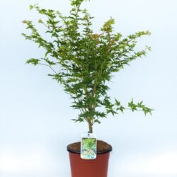 acer palmatum orange dream acero palmato