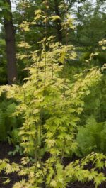 acer palmatum orange dream acero palmato 3