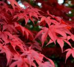 acer palmatum osakazuki acero palmato
