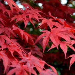 acer palmatum osakazuki acero palmato