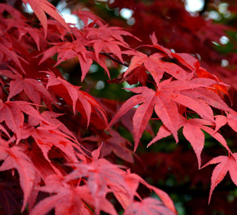 acer palmatum osakazuki acero palmato acer palmatum osakazuki acero palmato