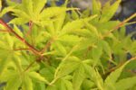 acer palmatum sangokaku acero palmato
