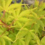 acer palmatum sangokaku acero palmato
