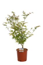 acer palmatum sangokaku acero palmato 2