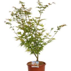 acer palmatum sangokaku acero palmato 2