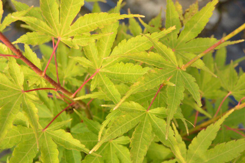 acer palmatum sangokaku acero palmato acer palmatum sangokaku acero palmato