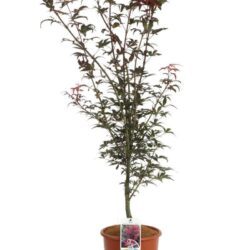 acer palmatum skeeters broom acero palmato 2