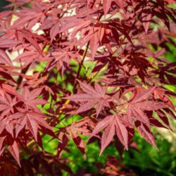 acer palmatum skeeters broom acero palmato