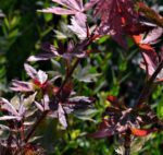 acer palmatum trompenburg acero palmato