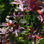 acer palmatum trompenburg acero palmato