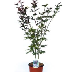 acer palmatum trompenburg acero palmato 2