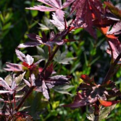 acer palmatum trompenburg acero palmato