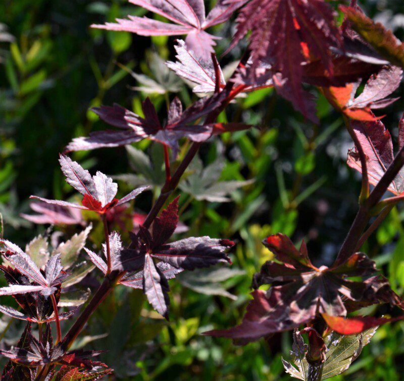 acer palmatum trompenburg acero palmato acer palmatum trompenburg acero palmato