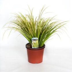 acorus gramineus ogon calamo 1