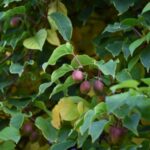 actinidia arguta kens red femmina kiwi 1
