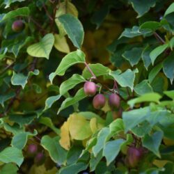actinidia arguta kens red femmina kiwi 1