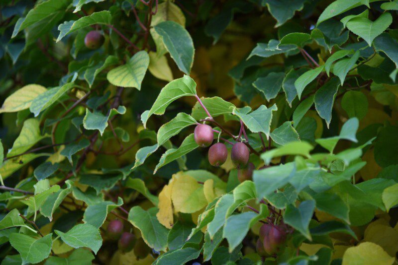 actinidia arguta kens red femmina kiwi 1 actinidia arguta kens red femmina kiwi 1